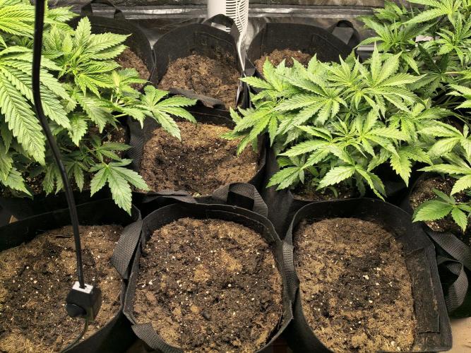 PM Auto. Week 3