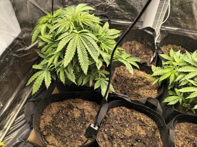 PM Auto. Week 3