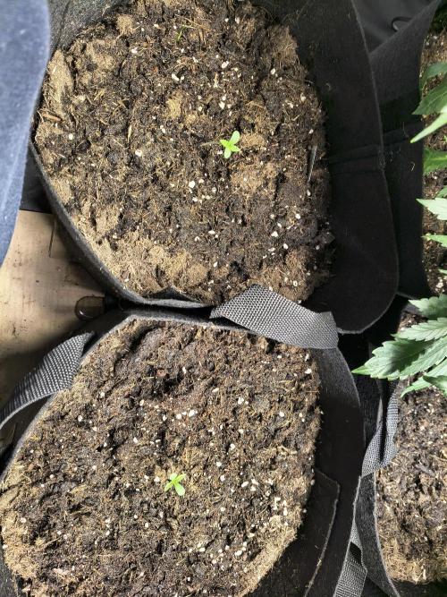 Banana Purple Punch , Gelato. Week 0