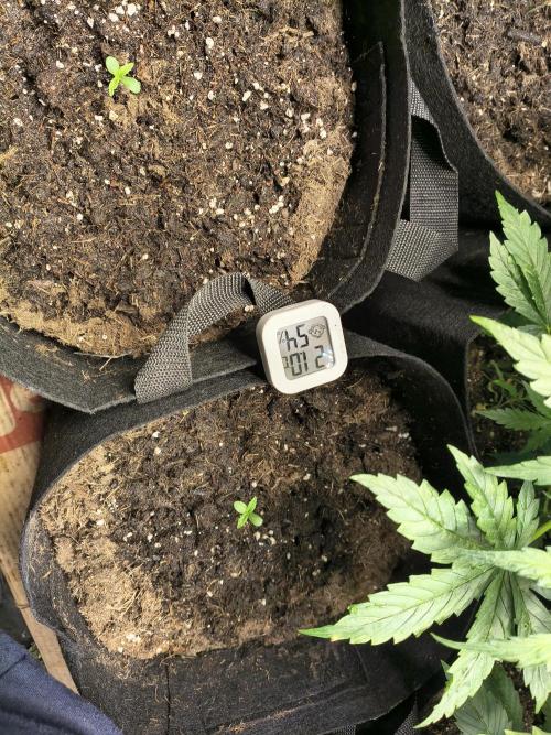Banana Purple Punch , Gelato. Week 0