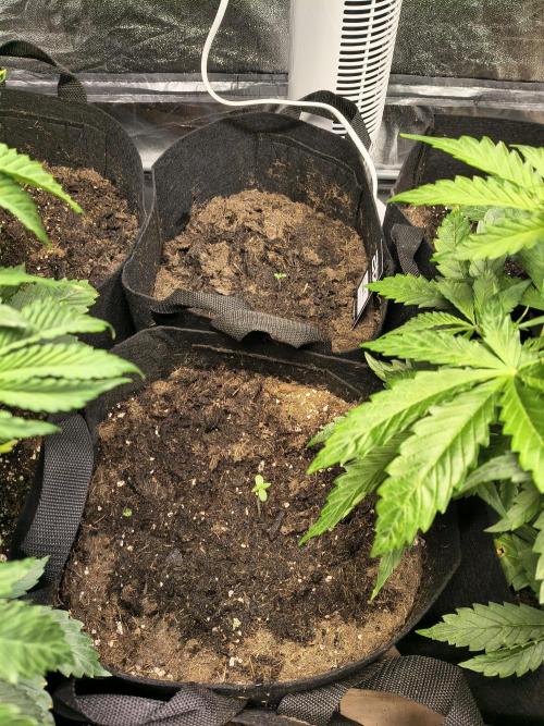 Banana Purple Punch , Gelato. Week 0