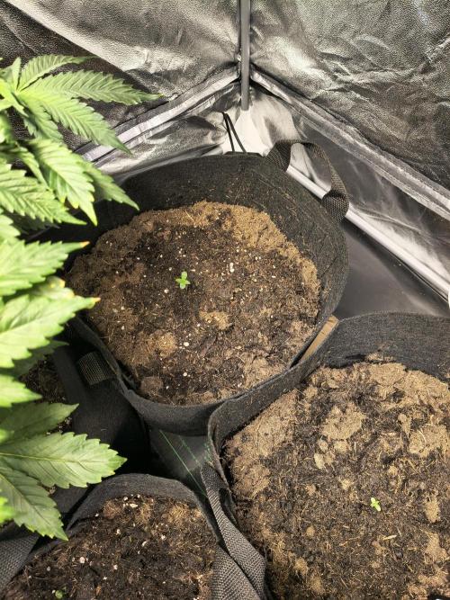 Banana Purple Punch , Gelato. Week 0