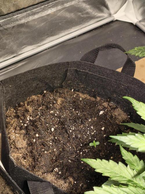 Banana Purple Punch , Gelato. Week 0