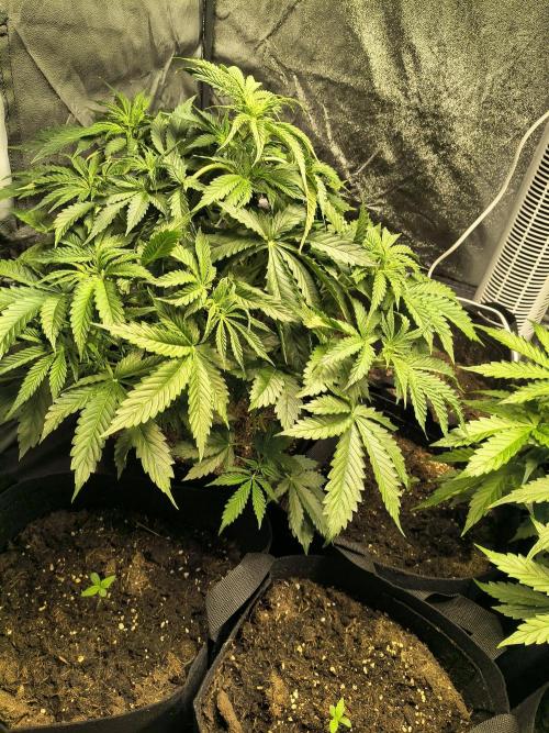 PM Auto. Week 5