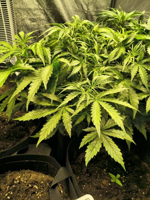 PM Auto. Week 5