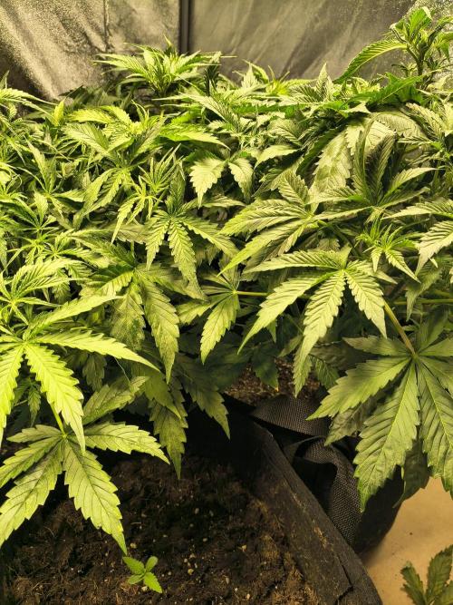 PM Auto. Week 5
