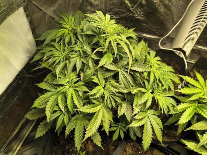 PM Auto. Week 5