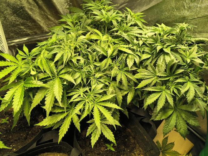 PM Auto. Week 5