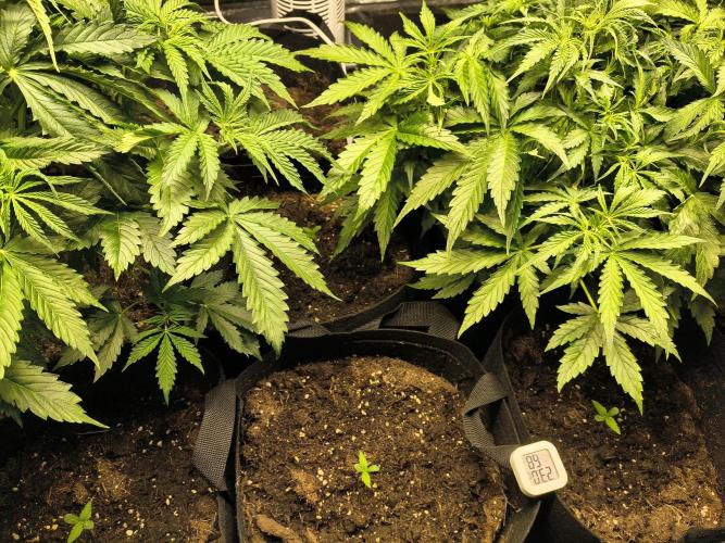 PM Auto. Week 5