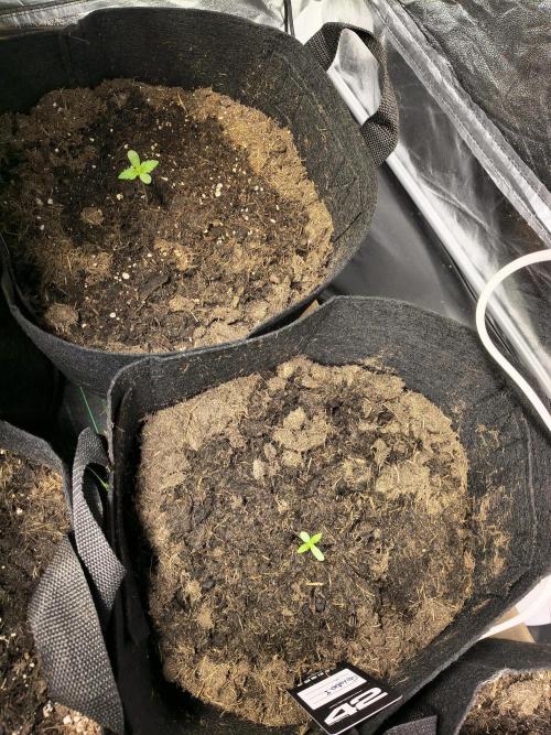 Banana Purple Punch , Gelato. Week 1