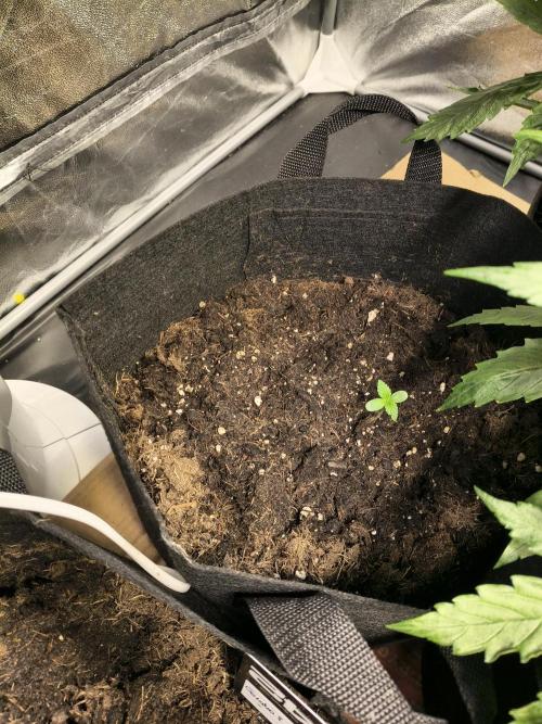 Banana Purple Punch , Gelato. Week 1