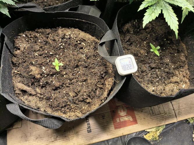Banana Purple Punch , Gelato. Week 1