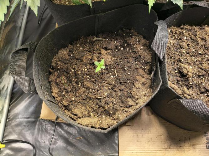 Banana Purple Punch , Gelato. Week 1