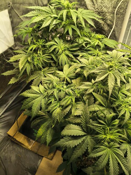 PM Auto. Week 5