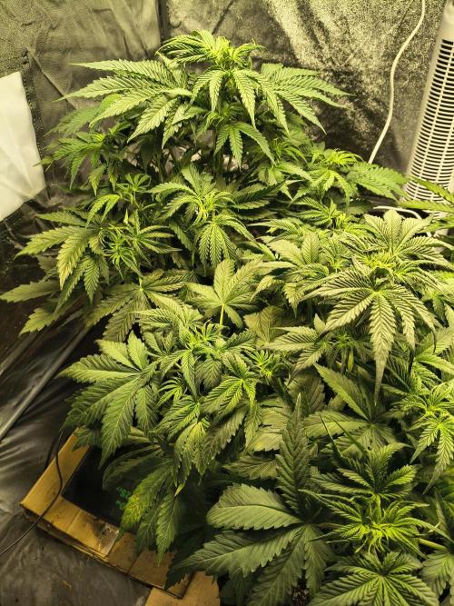 PM Auto. Week 5