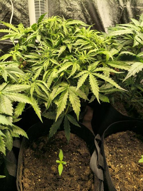 PM Auto. Week 5