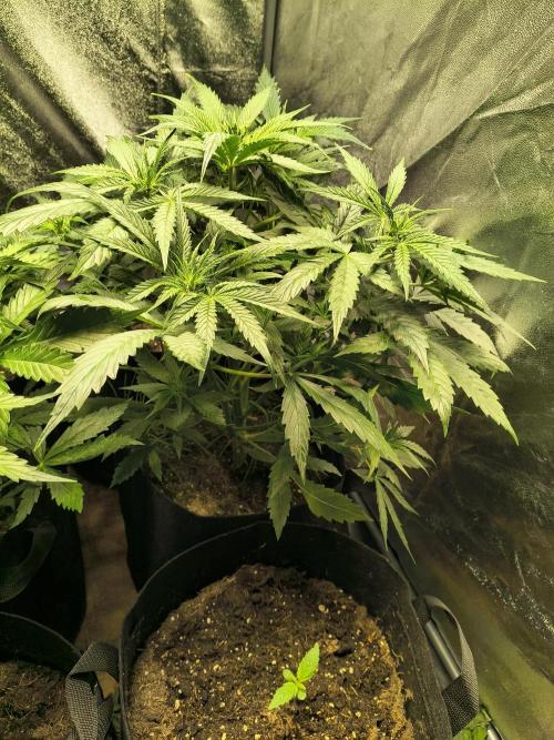 PM Auto. Week 5