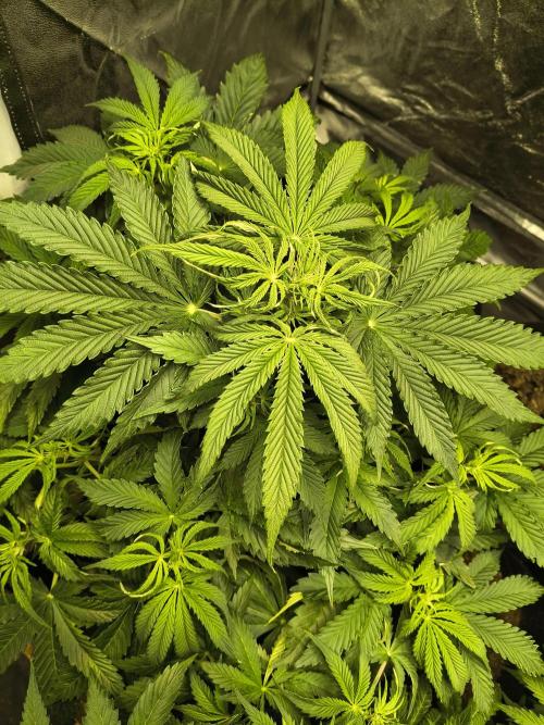 PM Auto. Week 5
