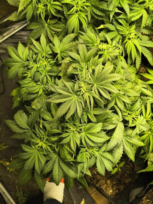PM Auto. Week 5