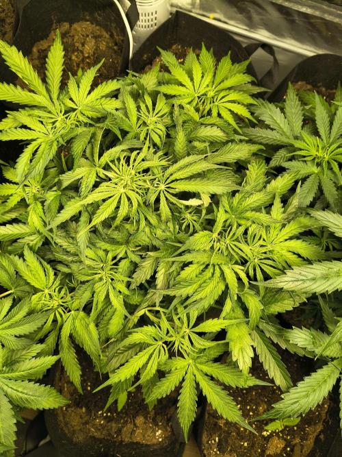 PM Auto. Week 5