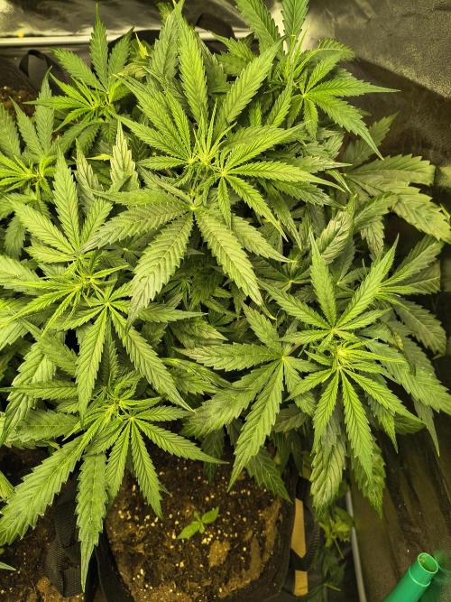 PM Auto. Week 5