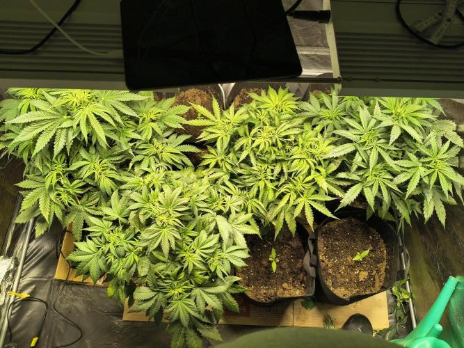 PM Auto. Week 5