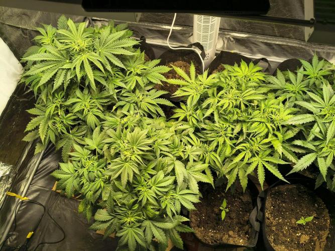 PM Auto. Week 5