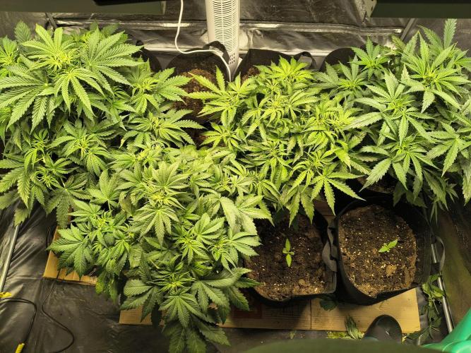 PM Auto. Week 5