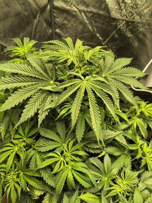 PM Auto. Week 5