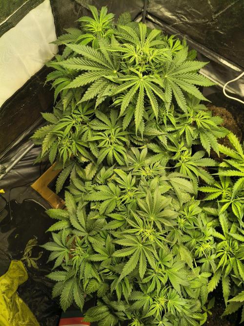 PM Auto. Week 5