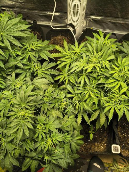 PM Auto. Week 5