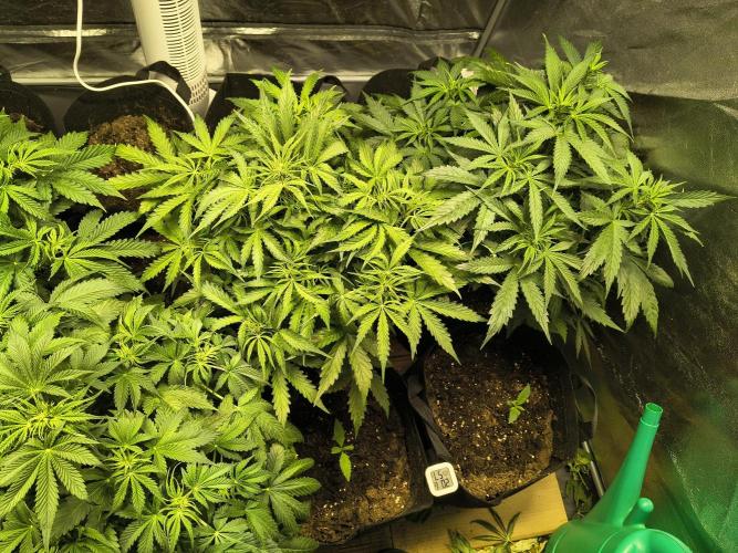 PM Auto. Week 5