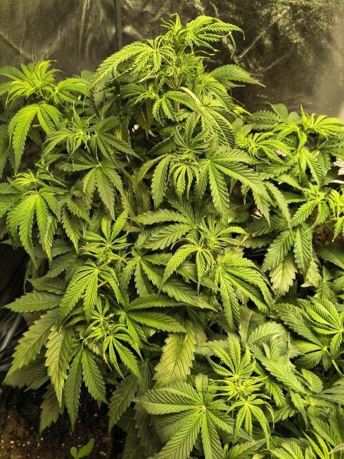 PM Auto. Week 5