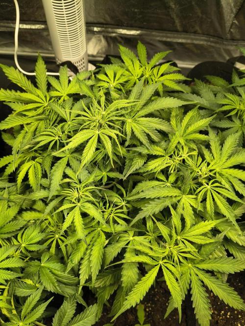 PM Auto. Week 5