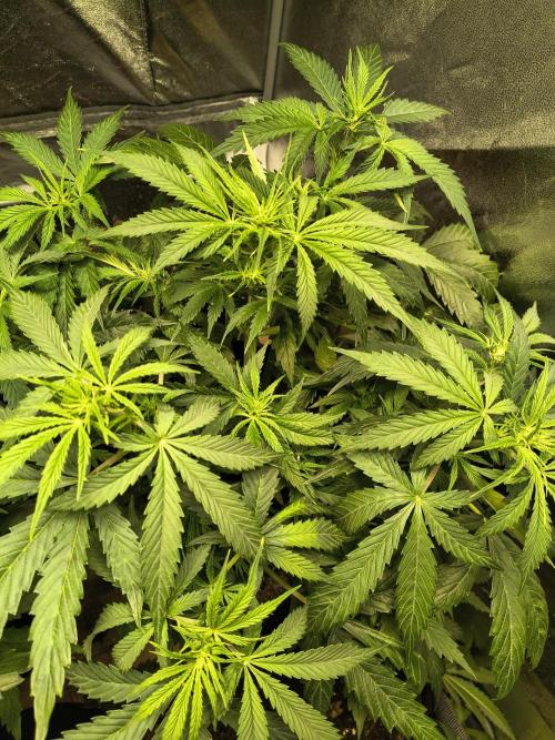 PM Auto. Week 5