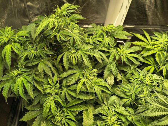 PM Auto. Week 5