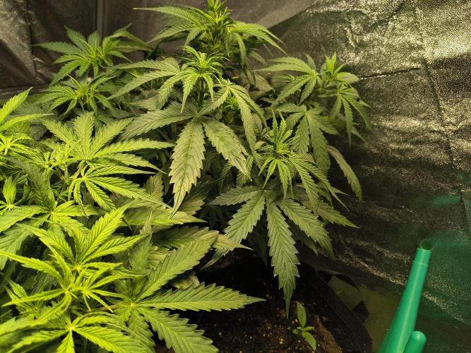 PM Auto. Week 5