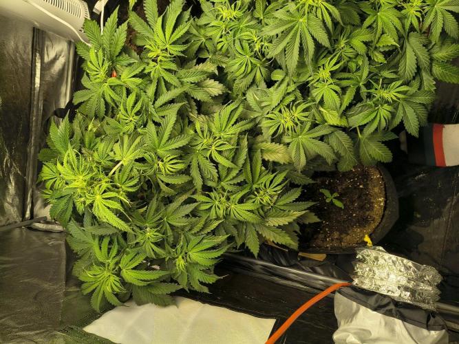 PM Auto. Week 5