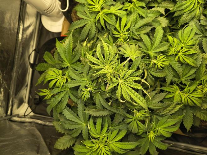 PM Auto. Week 5