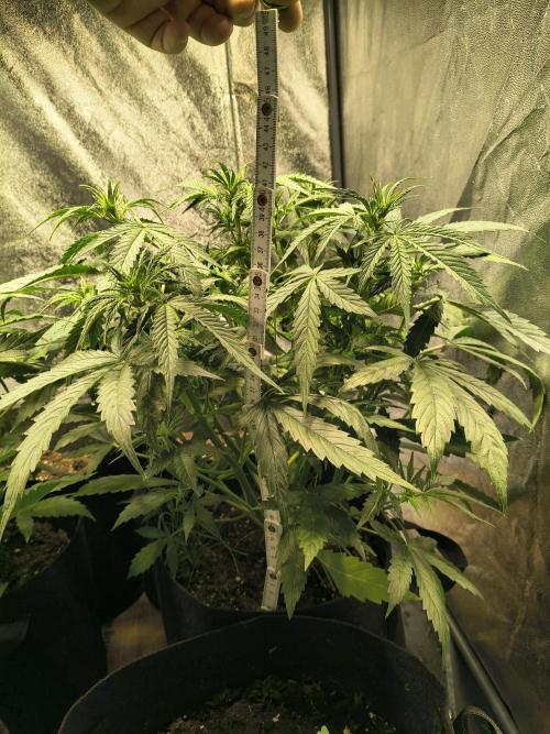 PM Auto. Week 5