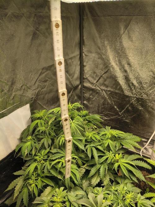 PM Auto. Week 5