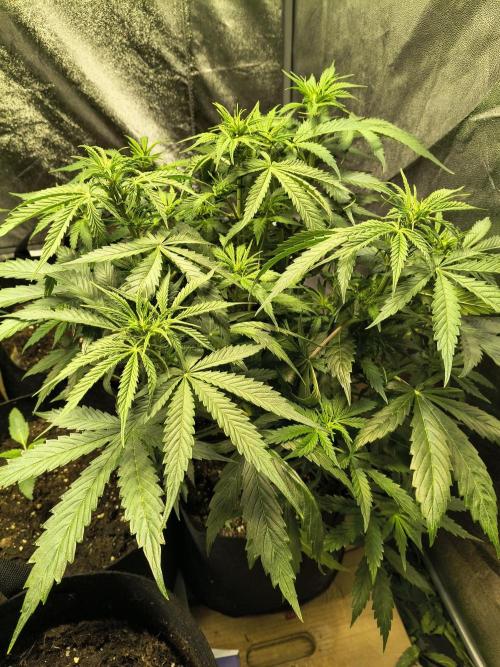 PM Auto. Week 6