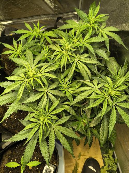 PM Auto. Week 6