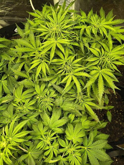 PM Auto. Week 6