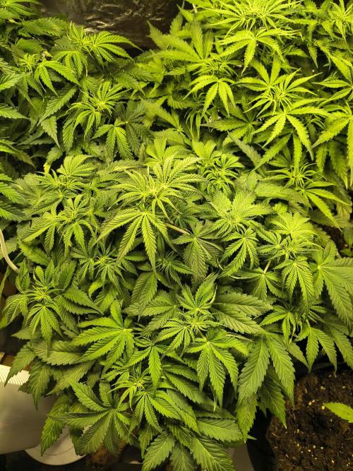 PM Auto. Week 6