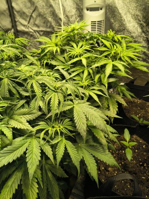 PM Auto. Week 6