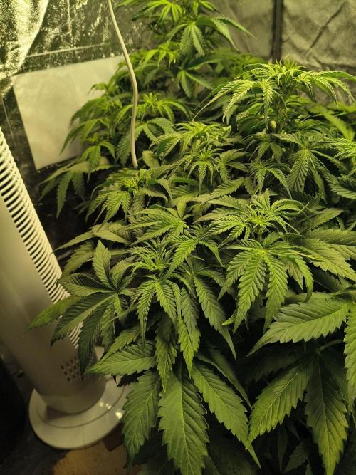PM Auto. Week 6