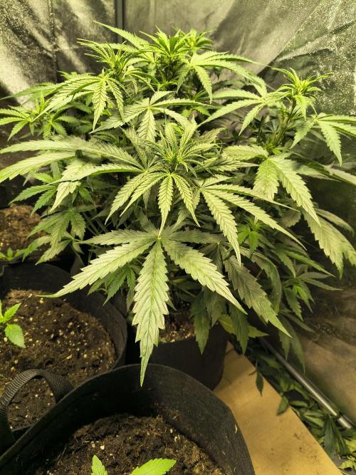 PM Auto. Week 6