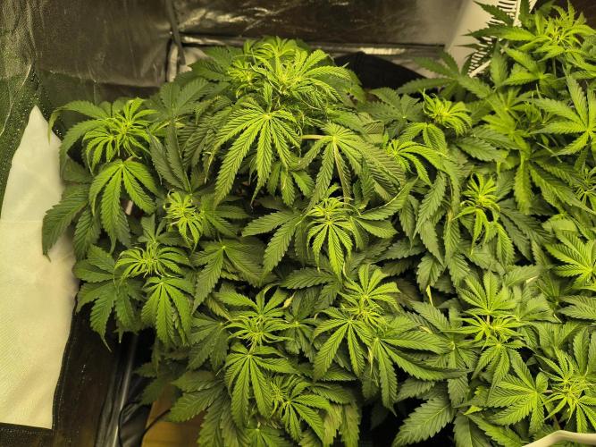 PM Auto. Week 6