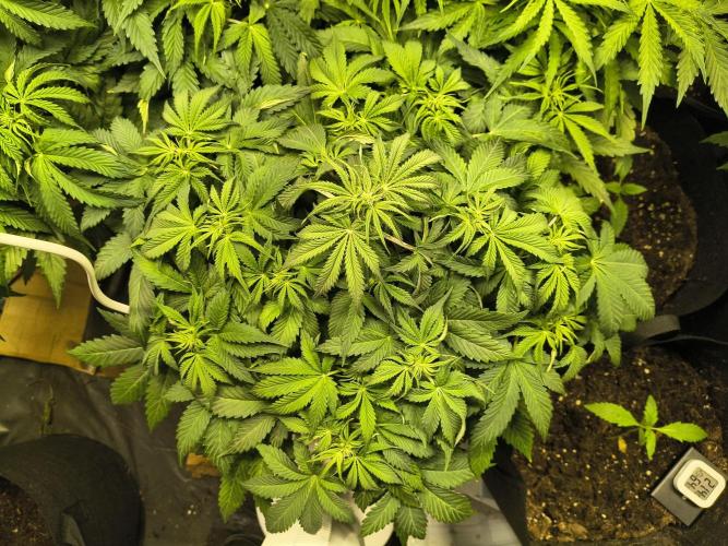 PM Auto. Week 6